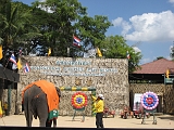 Elephant Show08